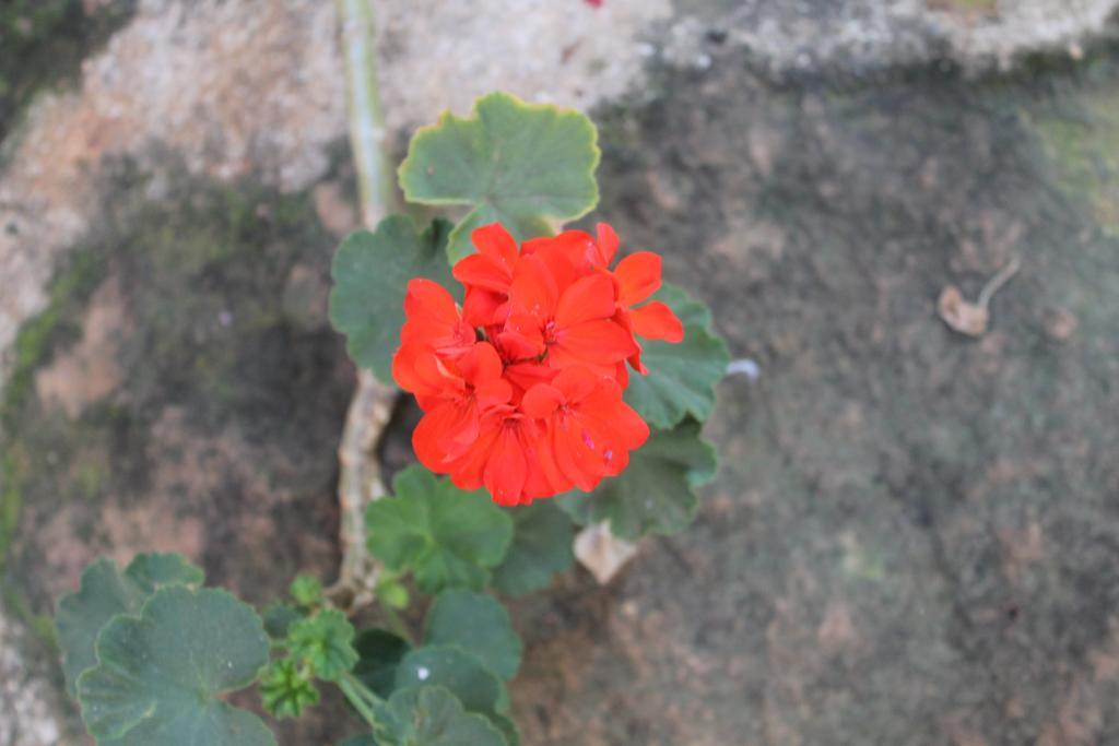 Hostal La Casona Barichara Santander Cabrera  エクステリア 写真